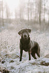 female Labrador Retriever