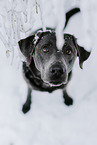female Labrador Retriever
