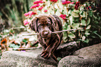 Labrador Retriever Puppy