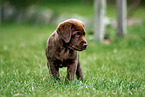 Labrador Retriever Puppy