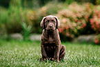 Labrador Retriever Puppy