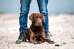 Labrador Retriever