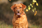 redfox Labrador Retriever