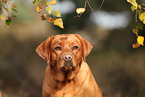 redfox Labrador Retriever