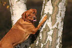 redfox Labrador Retriever