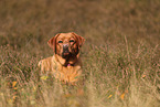 redfox Labrador Retriever