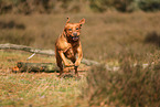 redfox Labrador Retriever