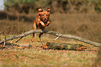 redfox Labrador Retriever