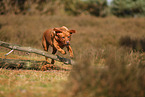 redfox Labrador Retriever
