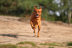 redfox Labrador Retriever