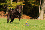 brown Labrador Retriever Senior