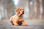 female Labrador Retriever