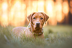 female Labrador Retriever