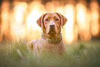 female Labrador Retriever