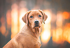 female Labrador Retriever