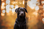 female Labrador Retriever