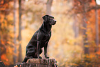 female Labrador Retriever