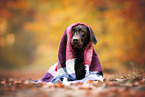 female Labrador Retriever