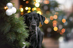 female Labrador Retriever
