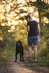 male Labrador Retriever