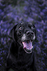 male Labrador Retriever