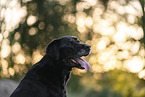 male Labrador Retriever
