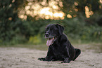 male Labrador Retriever