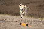 blonde Labrador Retriever
