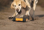 blonde Labrador Retriever