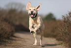 blonde Labrador Retriever