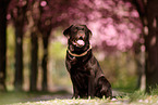 chocolate Labrador Retriever