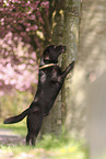 chocolate Labrador Retriever