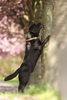 chocolate Labrador Retriever