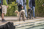 dogs