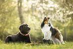 dogs