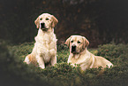Retriever