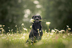 black Labrador