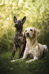 Hollandse Herder and Labrador