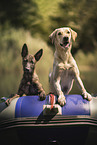 Hollandse Herder and Labrador