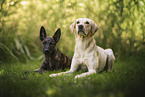 Hollandse Herder and Labrador