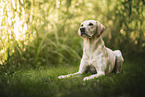 blonde Labrador