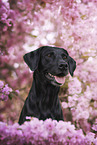 black Labrador