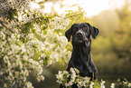 black Labrador