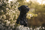 black Labrador