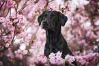 black Labrador