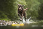 Labrador Retriever
