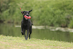 black Labrador Retriever