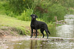black Labrador Retriever