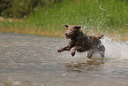 silver Labrador Retriever