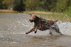 silver Labrador Retriever